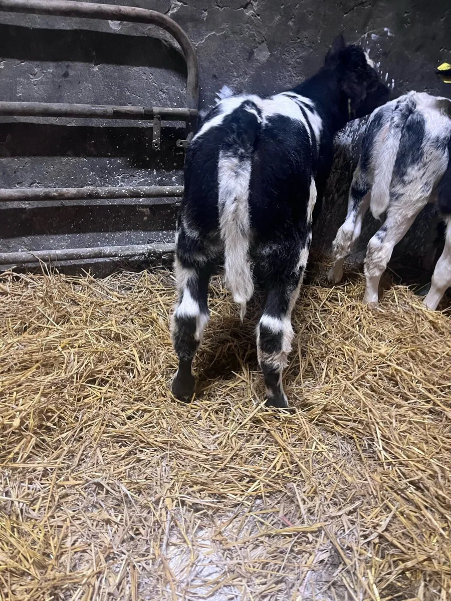 **Super selection of Belgian Blue Heifer calves** - Image 2