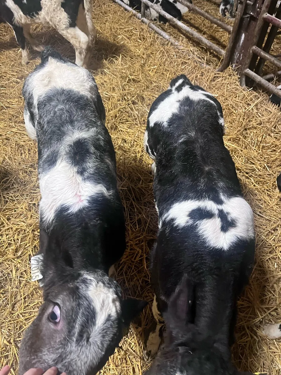 **Super selection of Belgian Blue Heifer calves** - Image 1