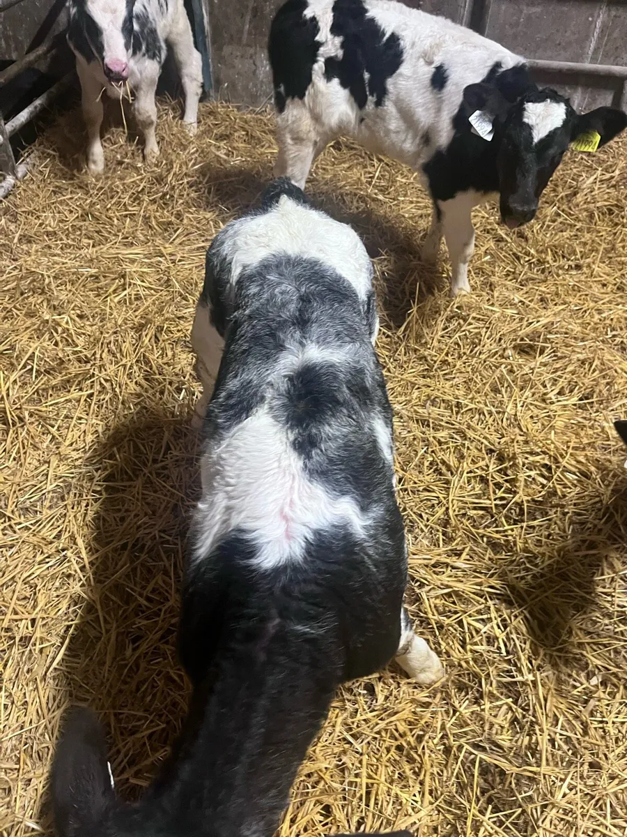 **Super selection of Belgian Blue Heifer calves** - Image 3
