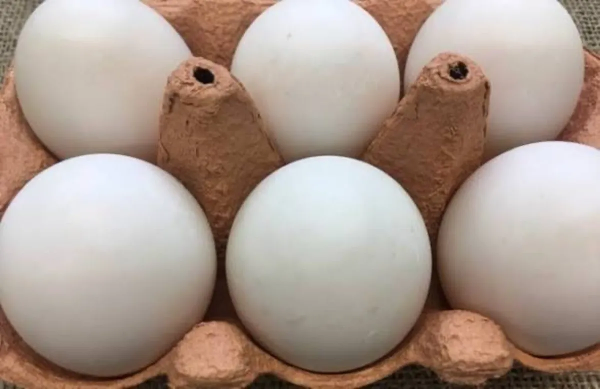 Duck Eggs