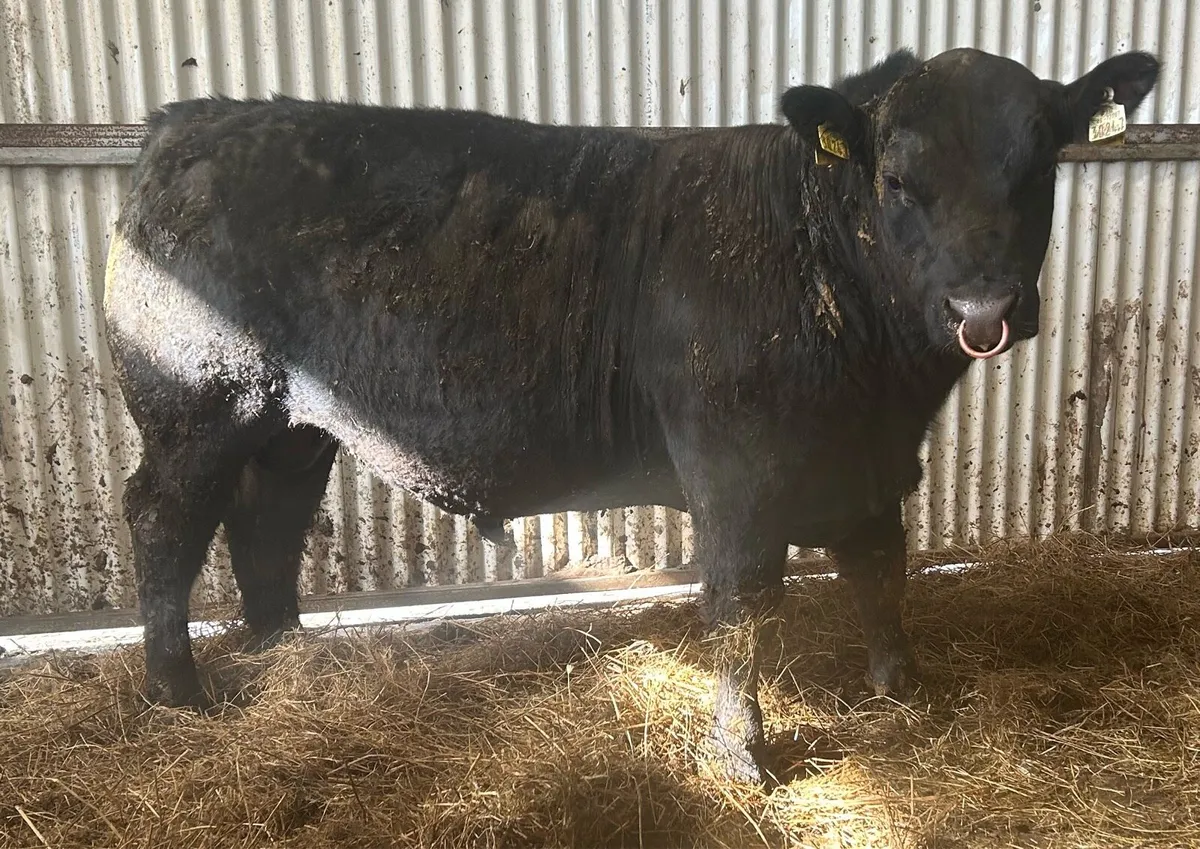 PBR Angus Bulls - Image 1