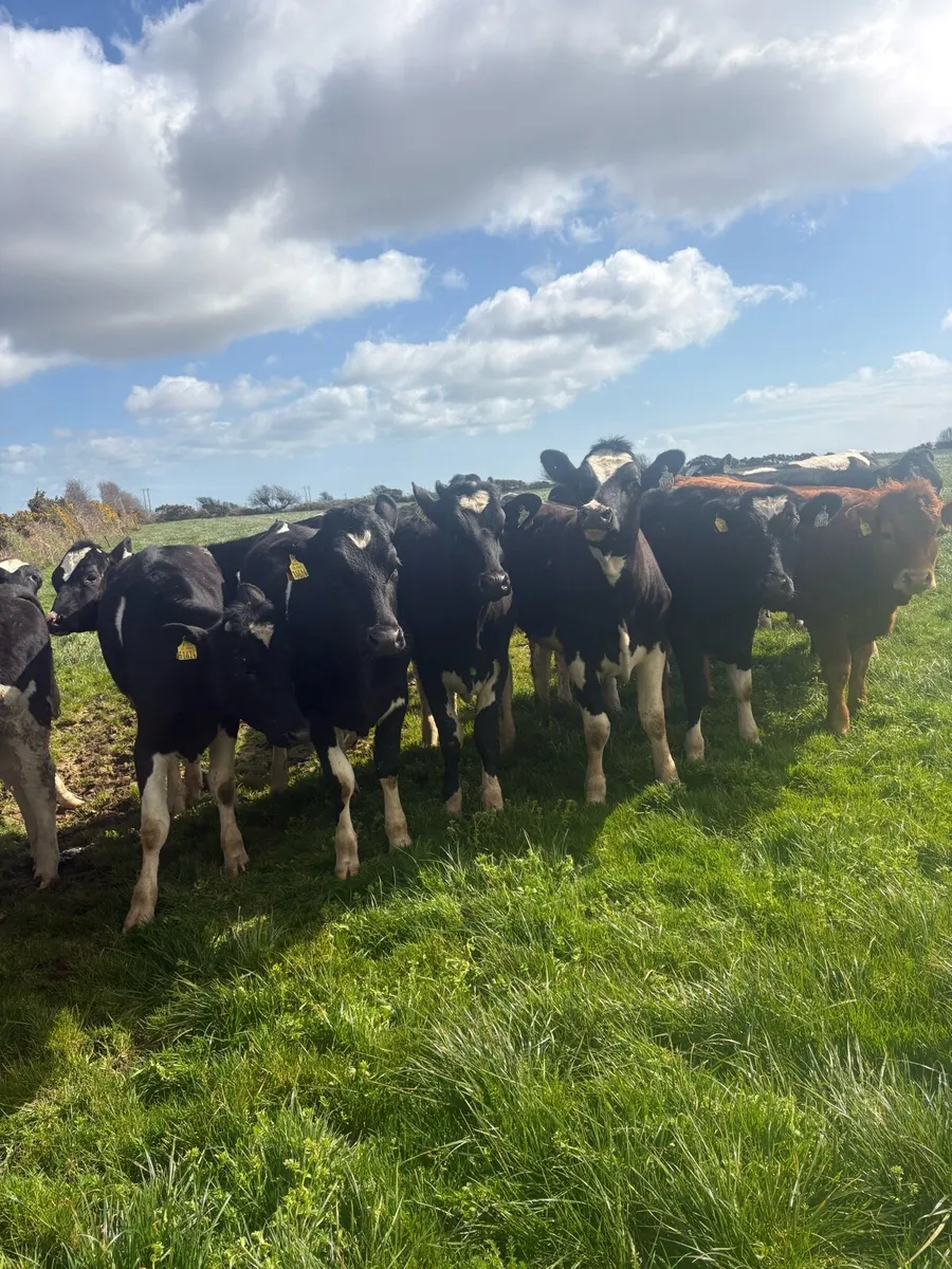 7 Dairy bulling heifers - Image 3