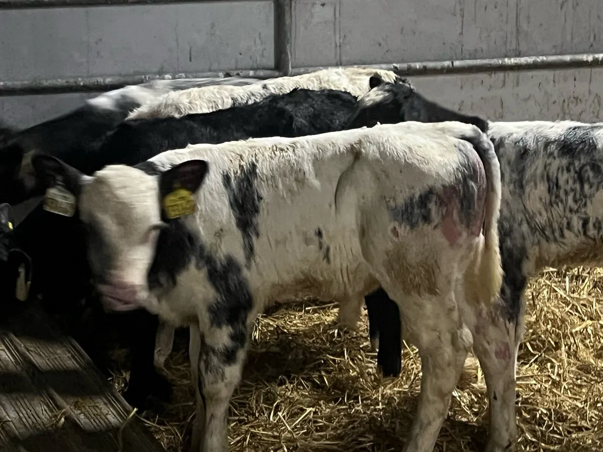 6 BELGIAN BLUES - Image 2