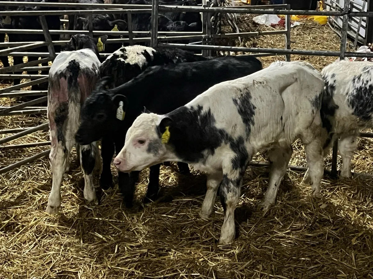 6 BELGIAN BLUES - Image 3