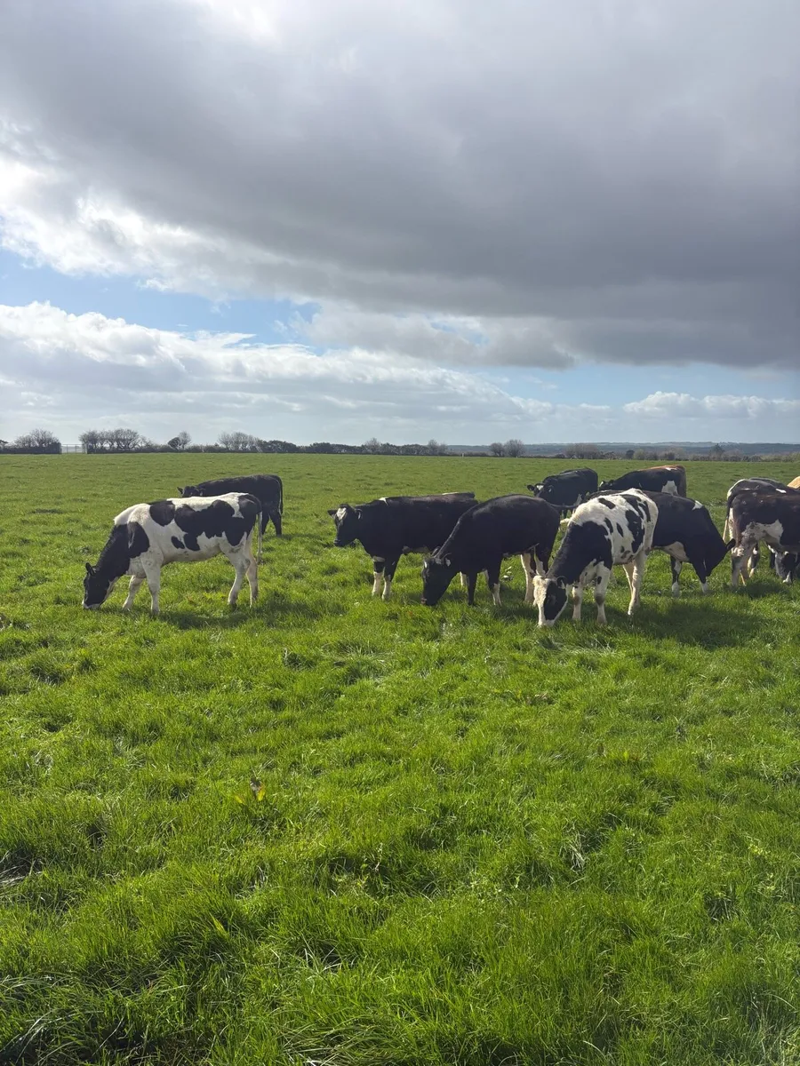 7 Dairy bulling heifers - Image 4