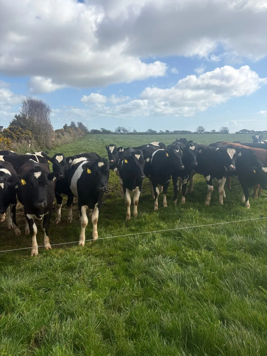 7 Dairy bulling heifers - Image 2