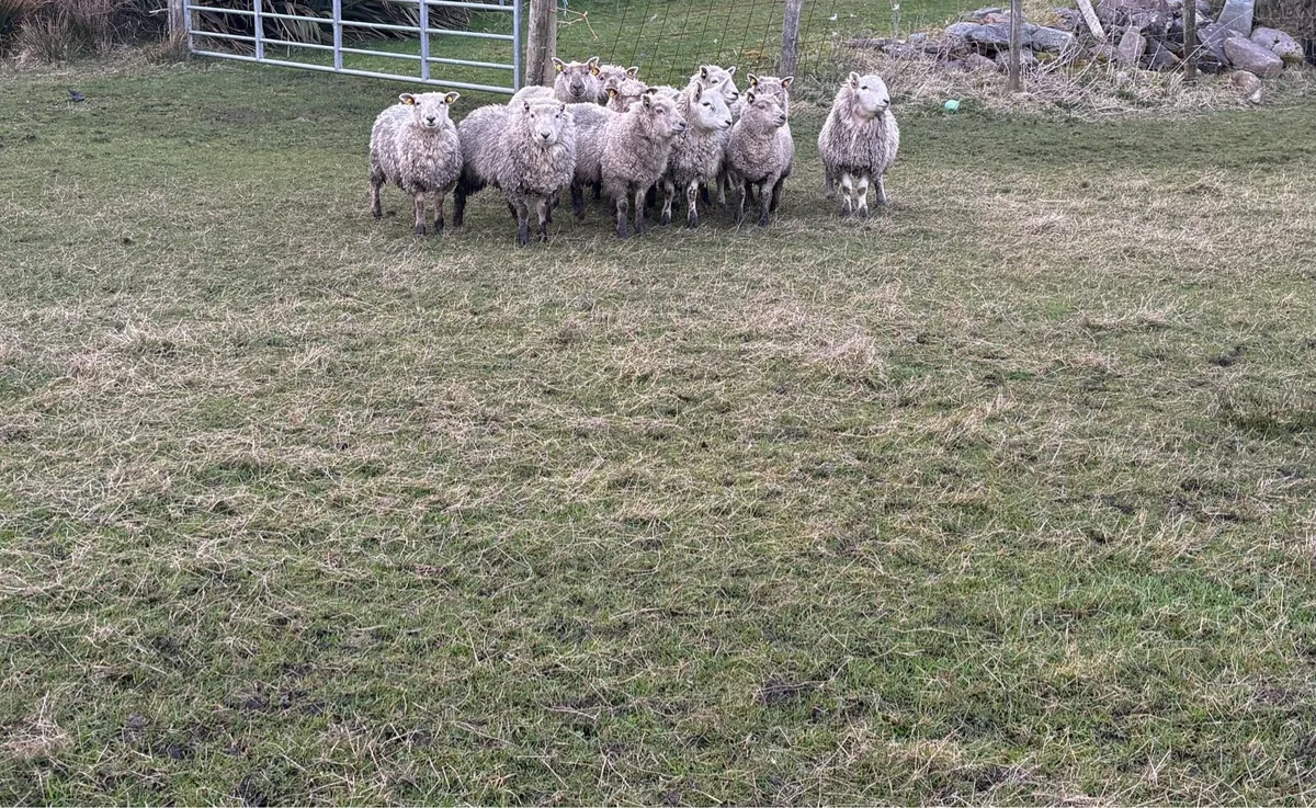 11 vendeens - Image 1