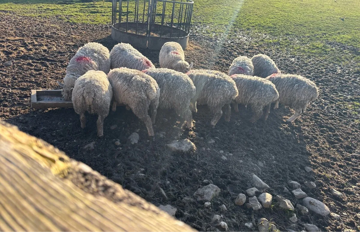 11 vendeens - Image 2