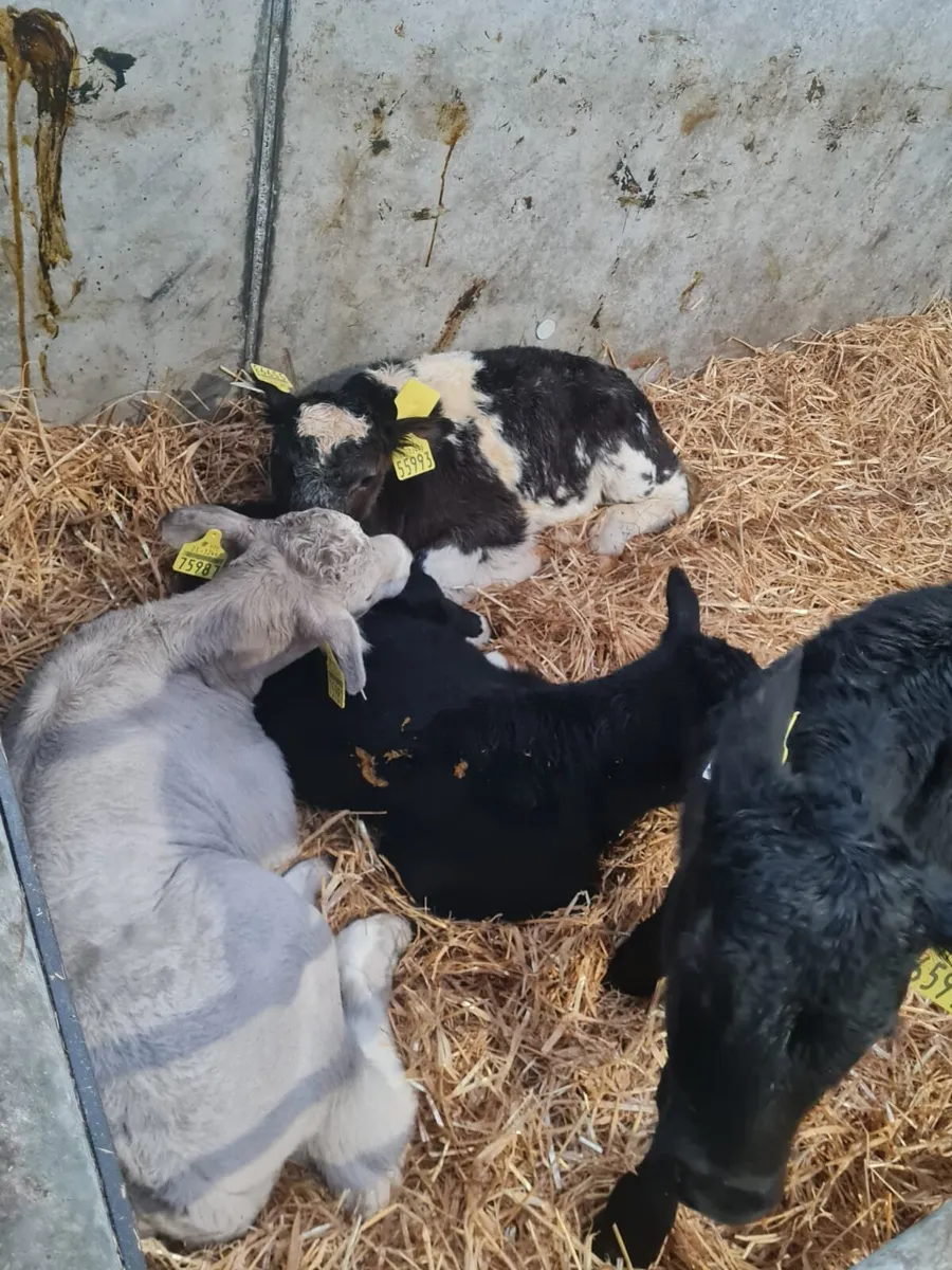 Beef calves - Image 1