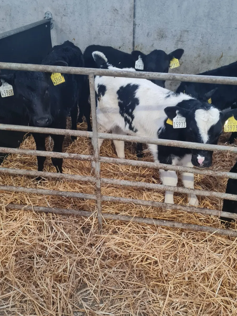 Beef calves - Image 2