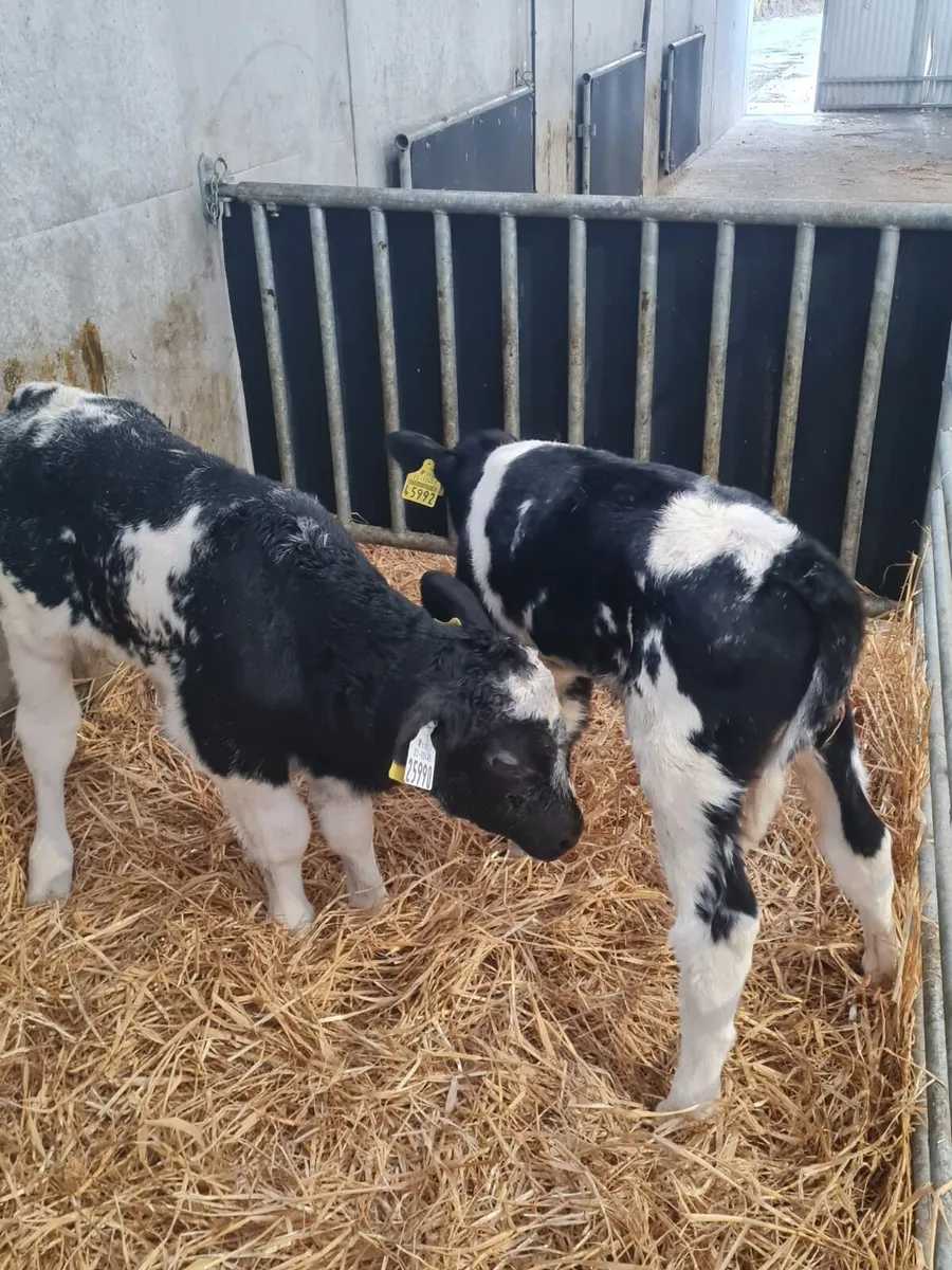 Beef calves - Image 3