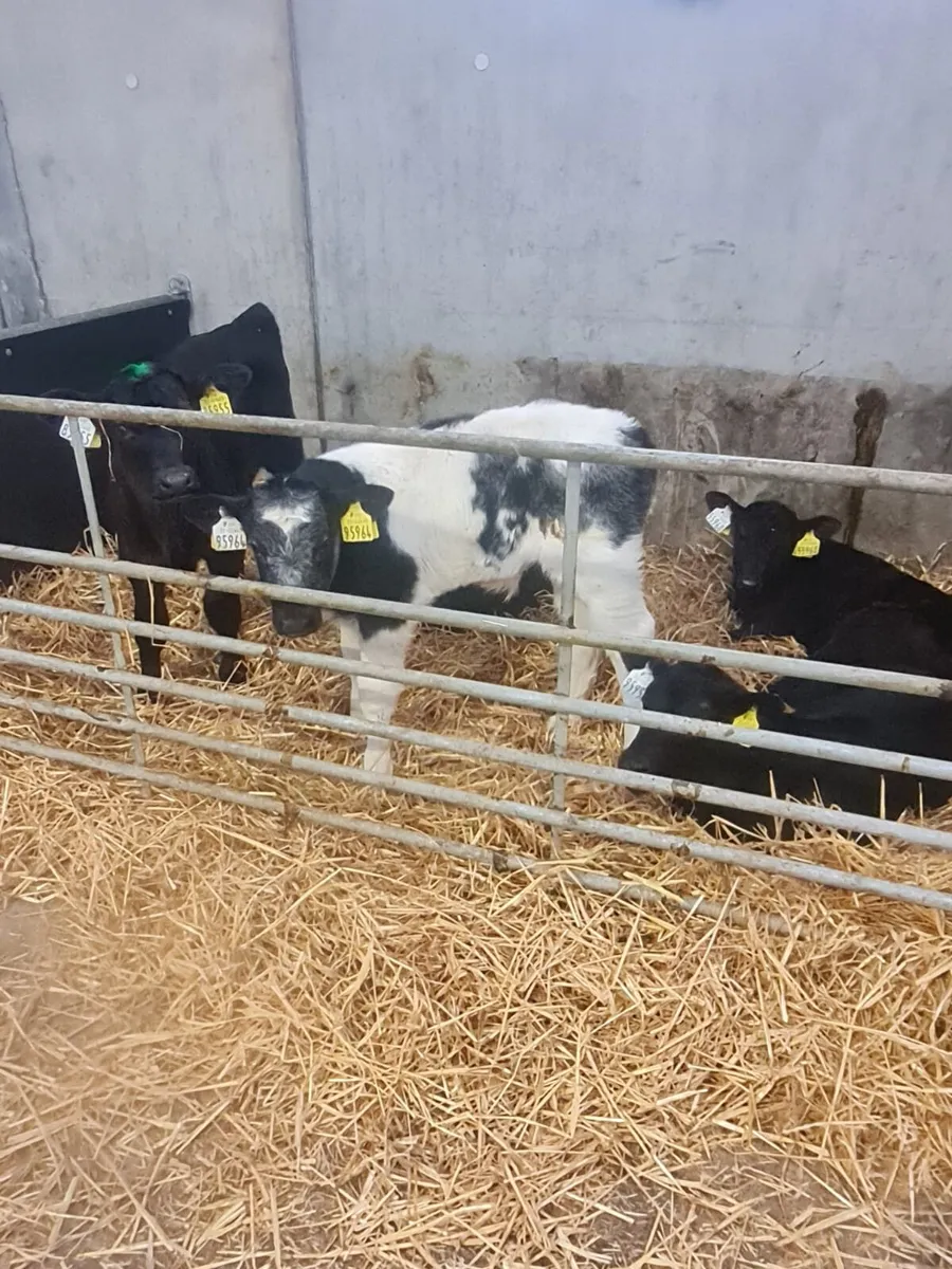 Beef calves - Image 4