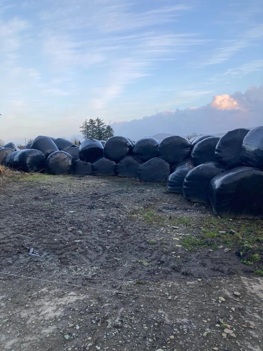 Silage Bales - Image 4