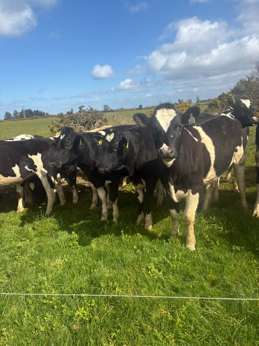 7 Dairy bulling heifers - Image 1