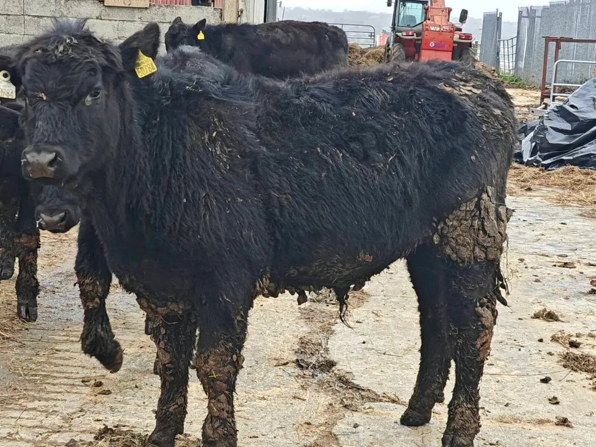 14 AA organic bullocks and 1 heifer twin - Image 1