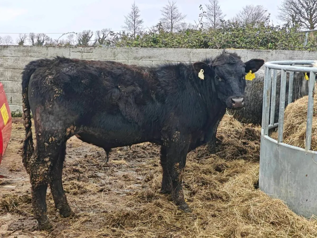 14 AA organic bullocks and 1 heifer twin - Image 2