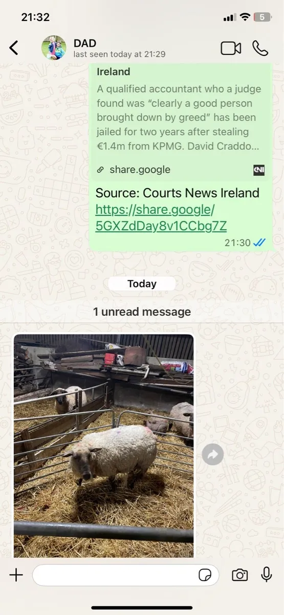 Foster ewe for sale - Image 2