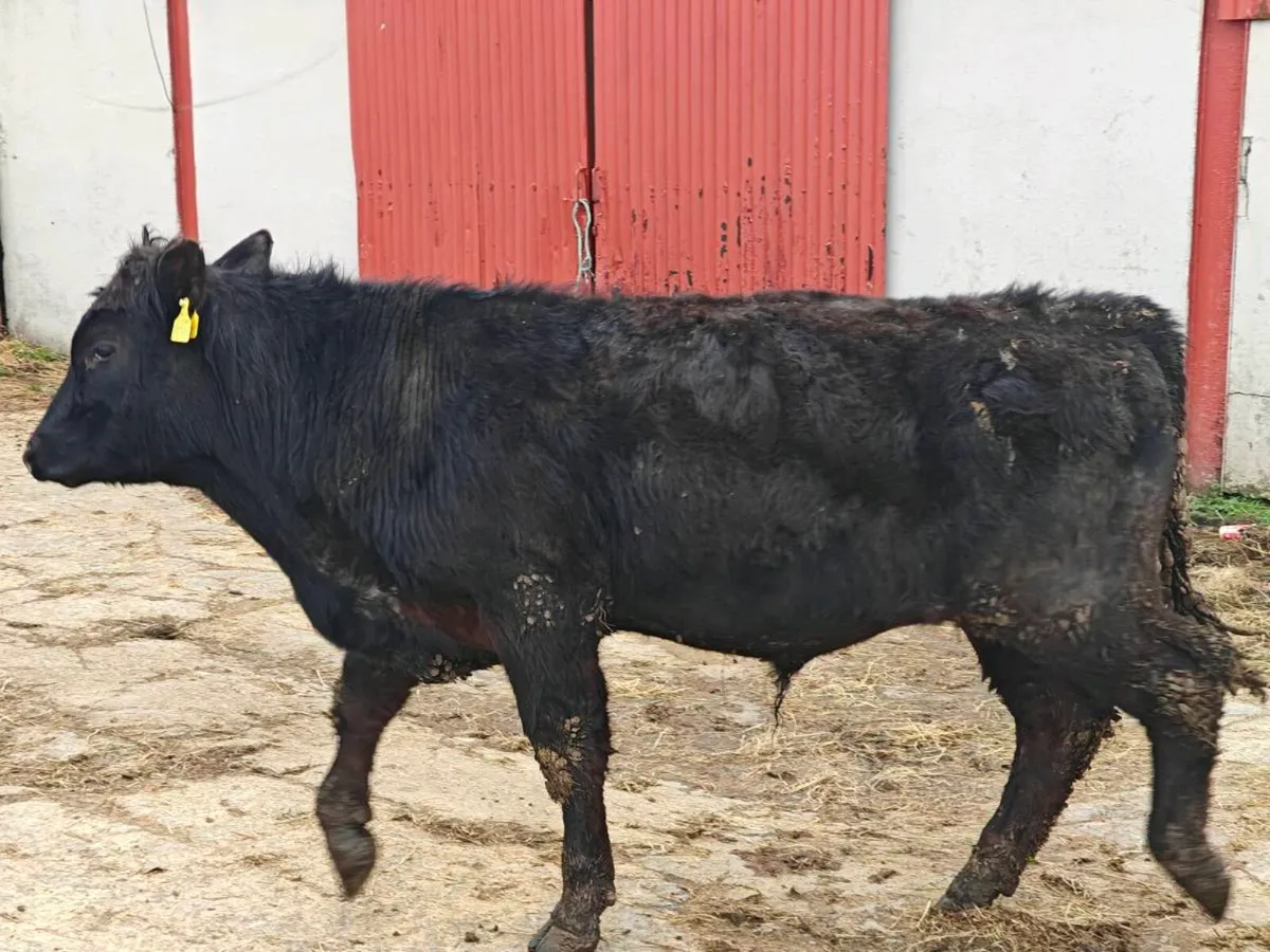 14 AA organic bullocks and 1 heifer twin - Image 3