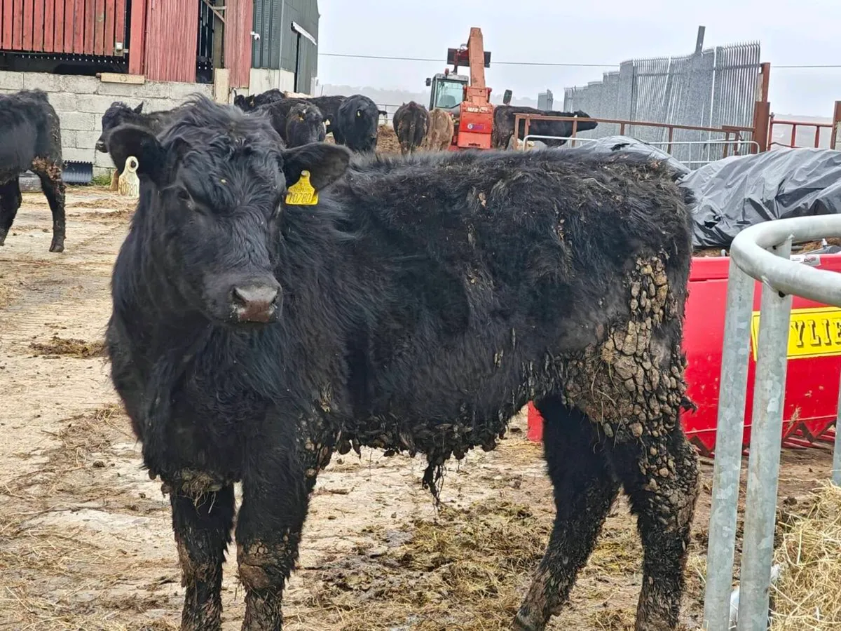 14 AA organic bullocks and 1 heifer twin - Image 4