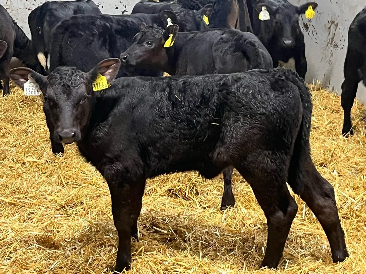 17 Super Aberdeen Angus Heifer Calves - Image 1