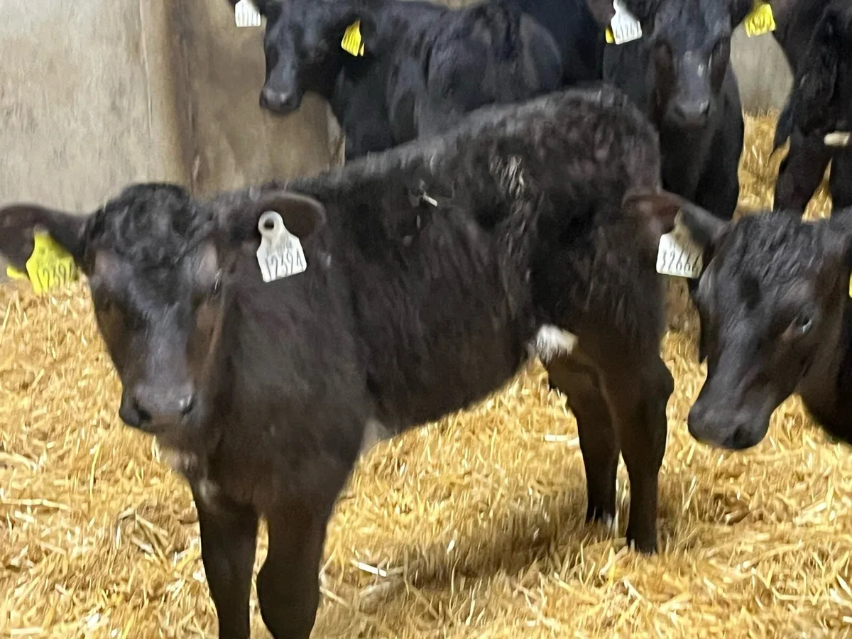 17 Super Aberdeen Angus Heifer Calves - Image 2