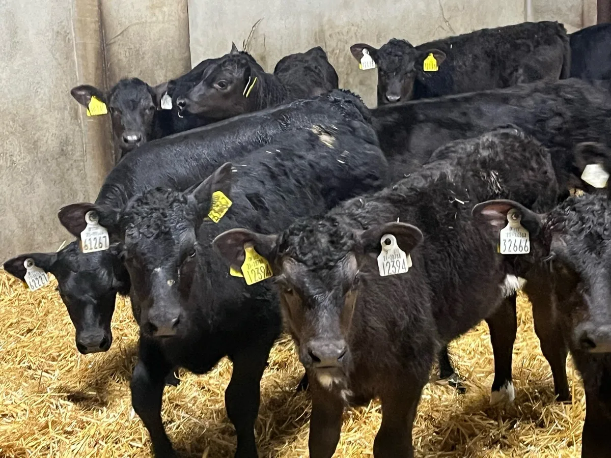 17 Super Aberdeen Angus Heifer Calves - Image 3