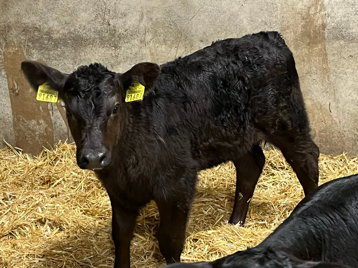 17 Super Aberdeen Angus Heifer Calves - Image 4