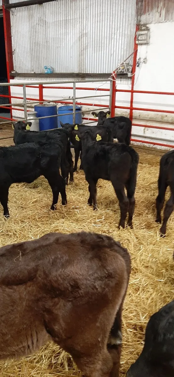 20 strong AA heifirs - Image 1