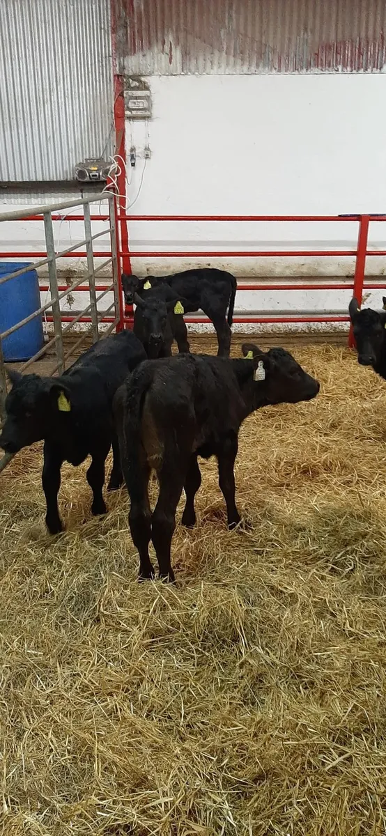 20 strong AA heifirs - Image 2