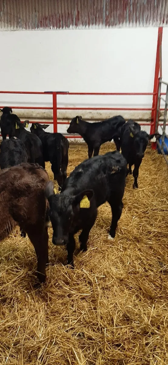 20 strong AA heifirs - Image 3