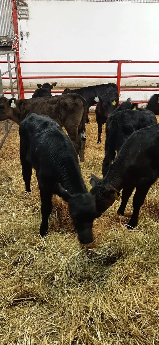 20 strong AA heifirs - Image 4