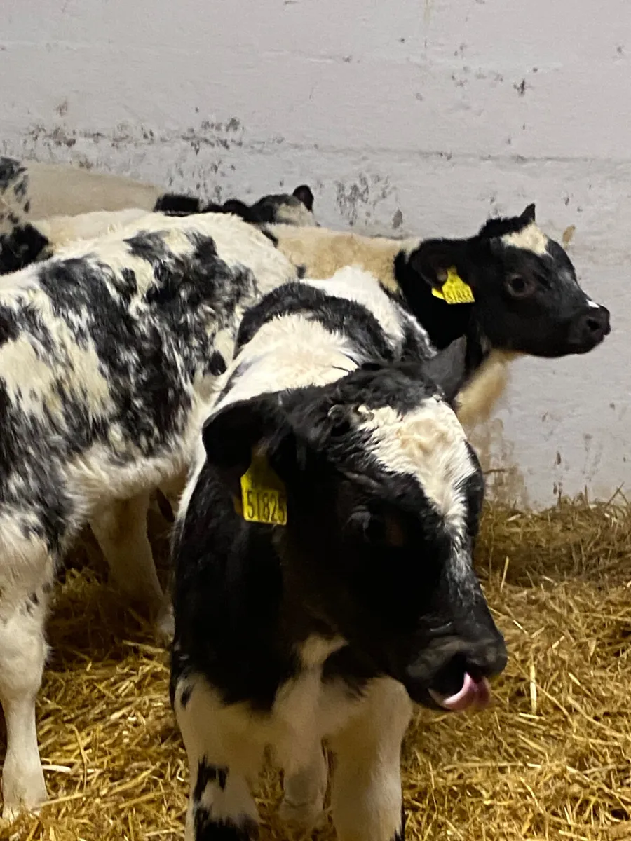 12 SUPER QUALITY BB HEIFER CALVES - Image 3