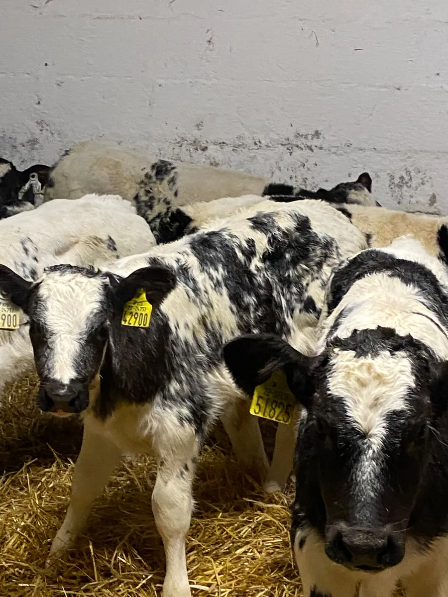 12 SUPER QUALITY BB HEIFER CALVES - Image 4