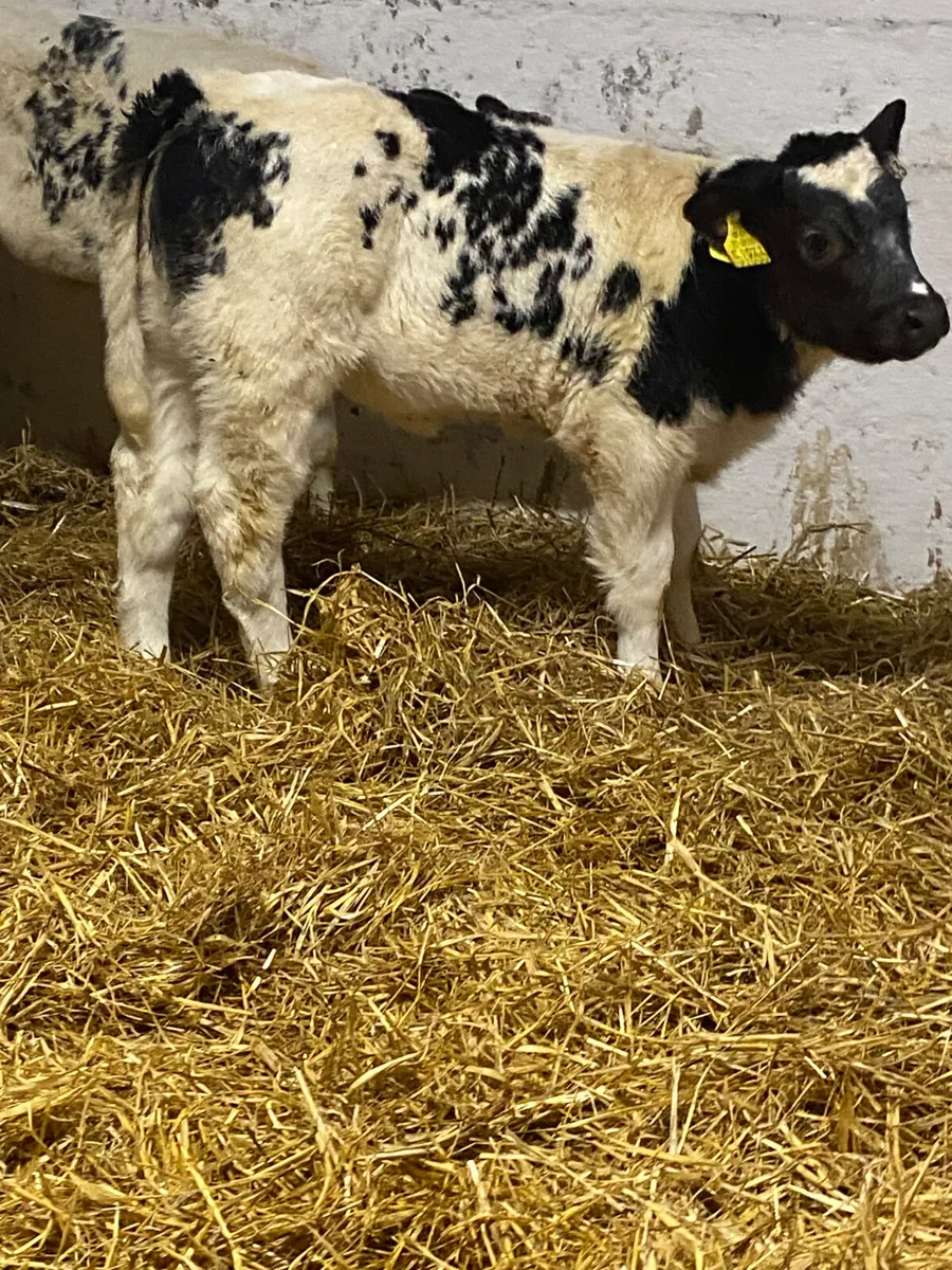12 SUPER QUALITY BB HEIFER CALVES - Image 1