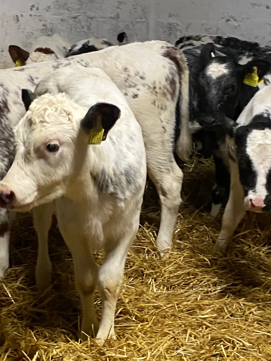 12 SUPER QUALITY BB HEIFER CALVES - Image 2