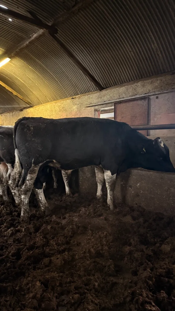 Pedigree Registered Friesian Bulls - Image 1