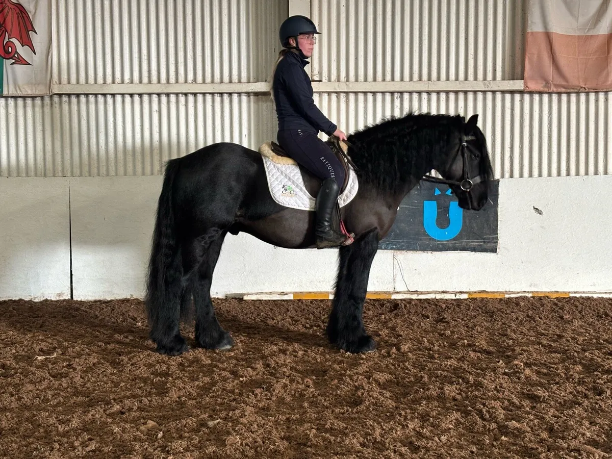 Registered fell pony - Image 3