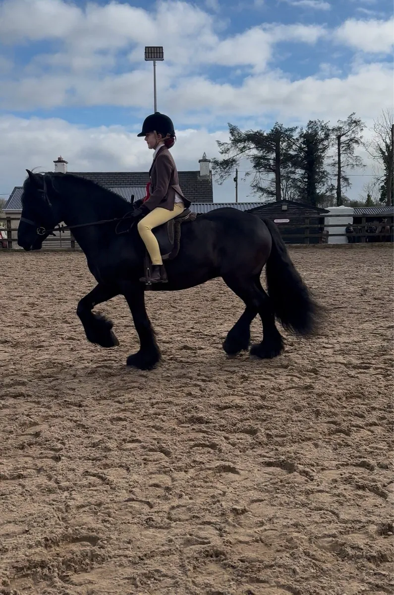 Registered fell pony - Image 1