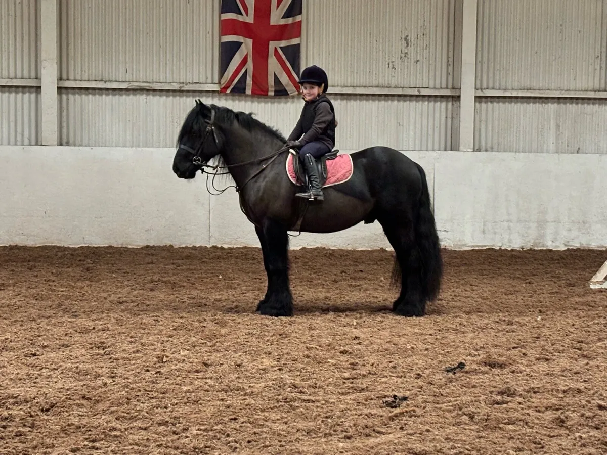 Registered fell pony - Image 2