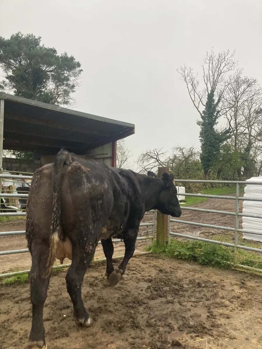 Foster Cow - Image 1