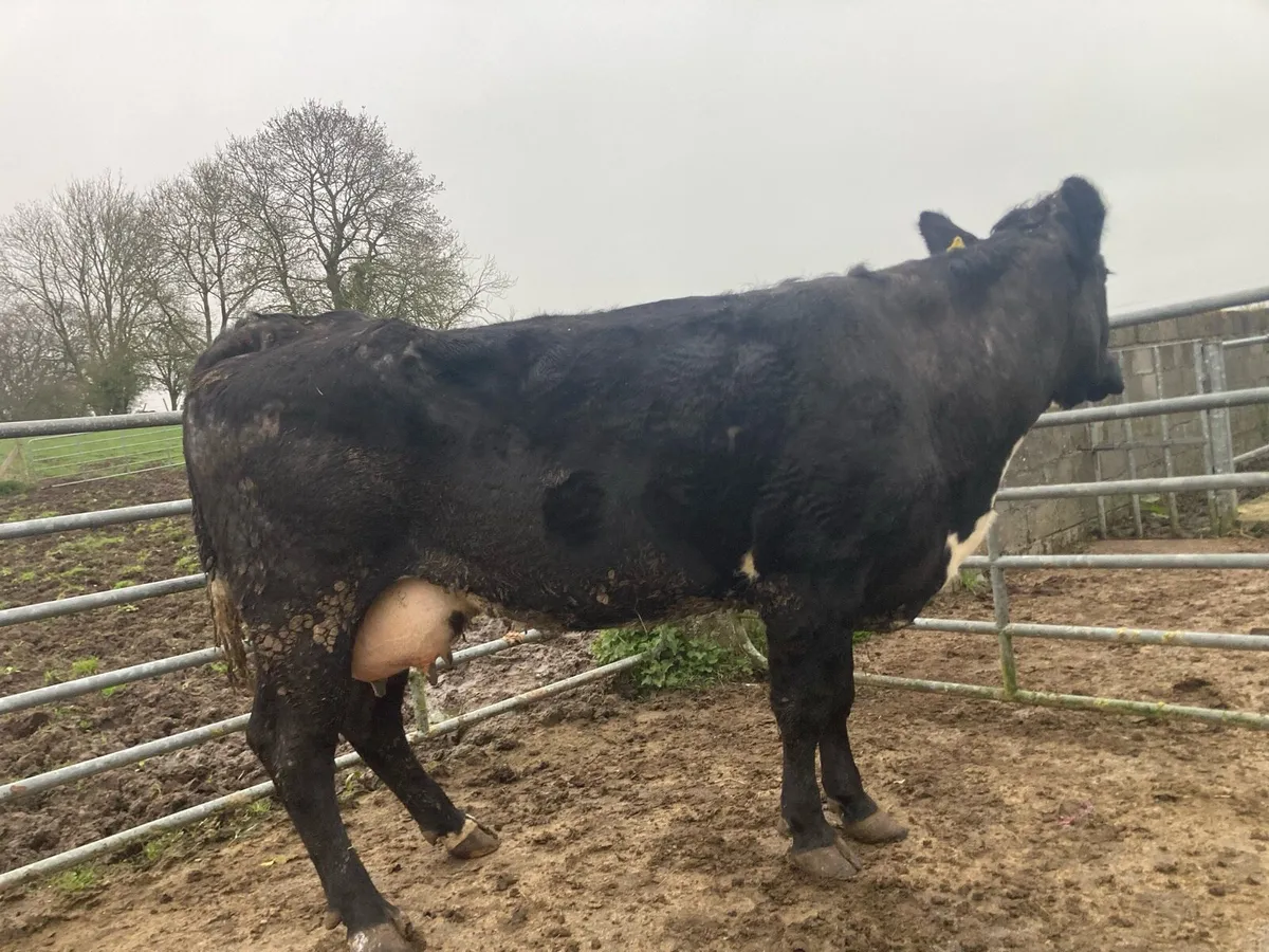 Foster Cow - Image 2