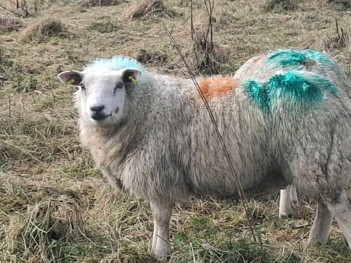 Breeding Ewe hoggets - Image 1