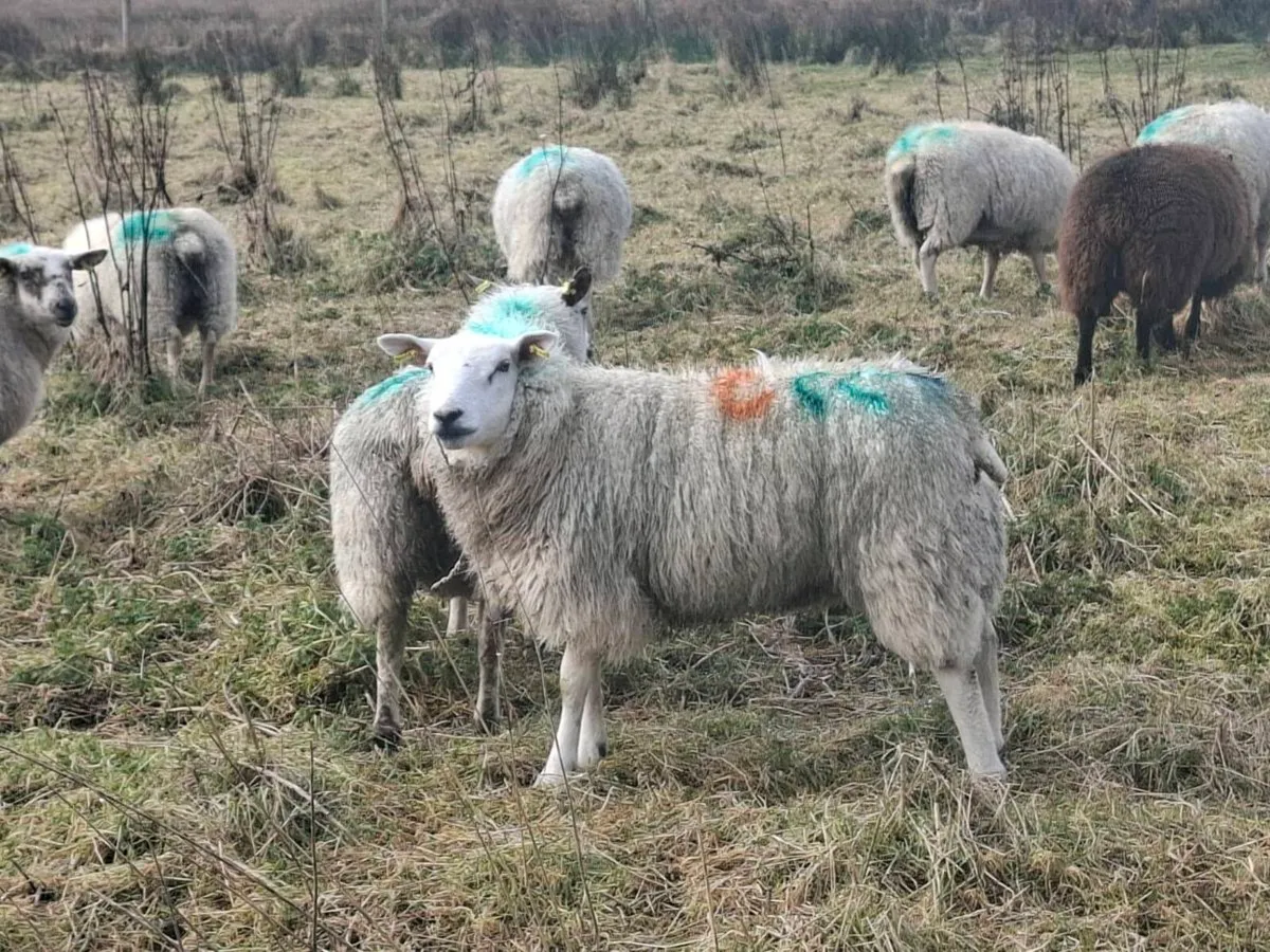 Breeding Ewe hoggets - Image 2