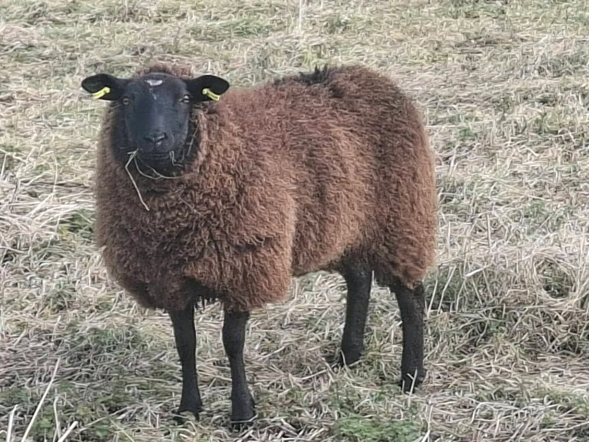 Breeding Ewe hoggets - Image 3