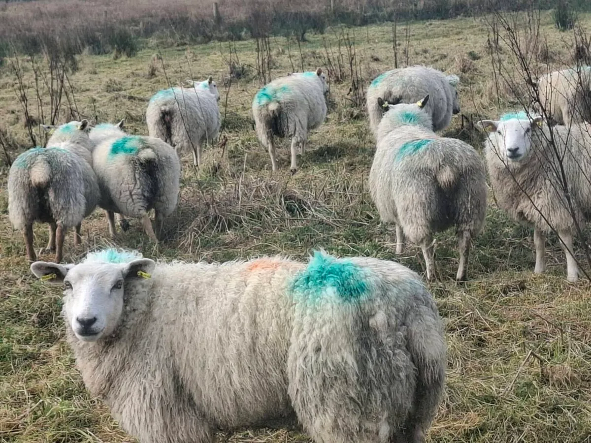 Breeding Ewe hoggets - Image 3