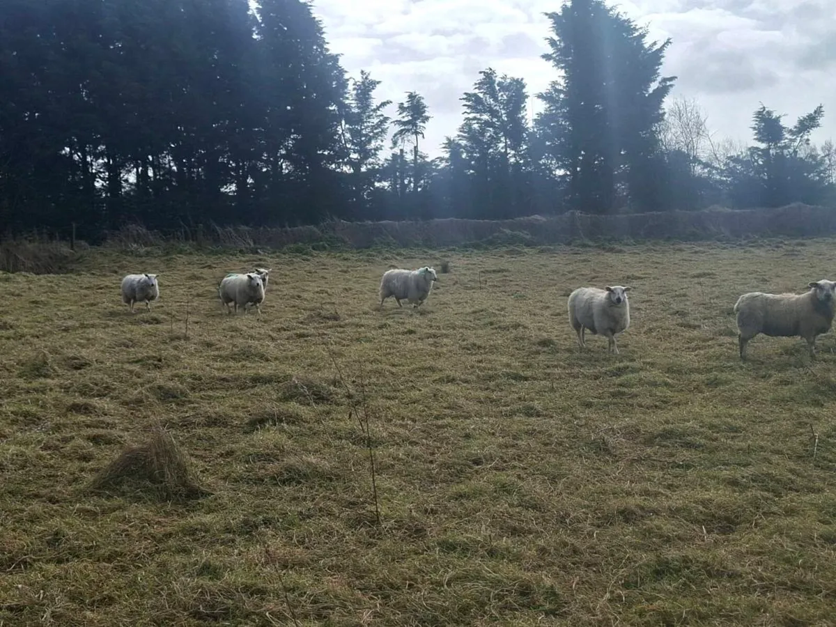 Breeding Ewe hoggets - Image 4