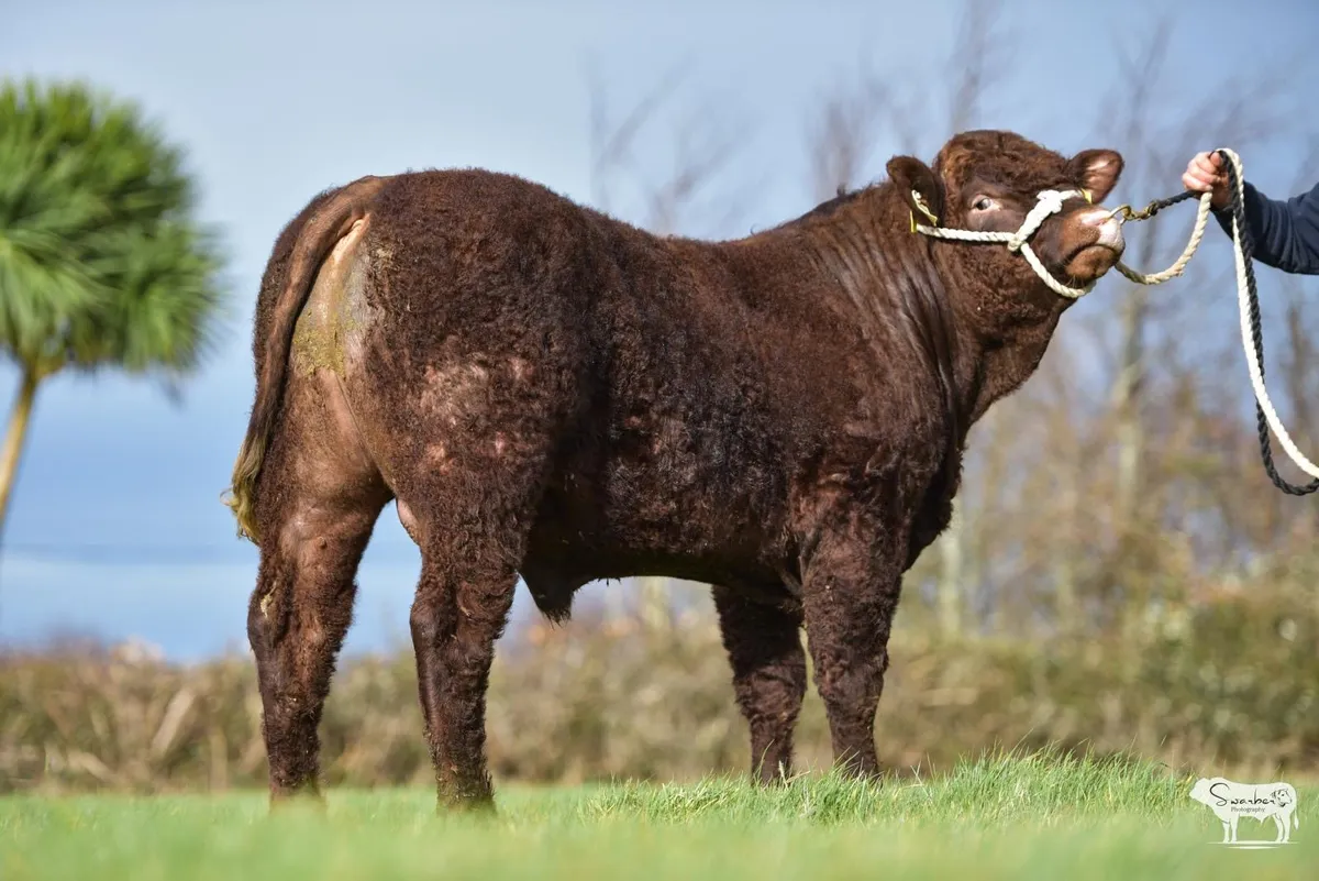 Saler Bulls - Image 2