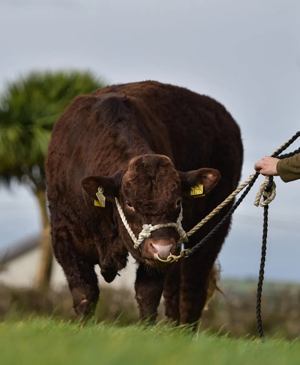 Saler Bulls - Image 3