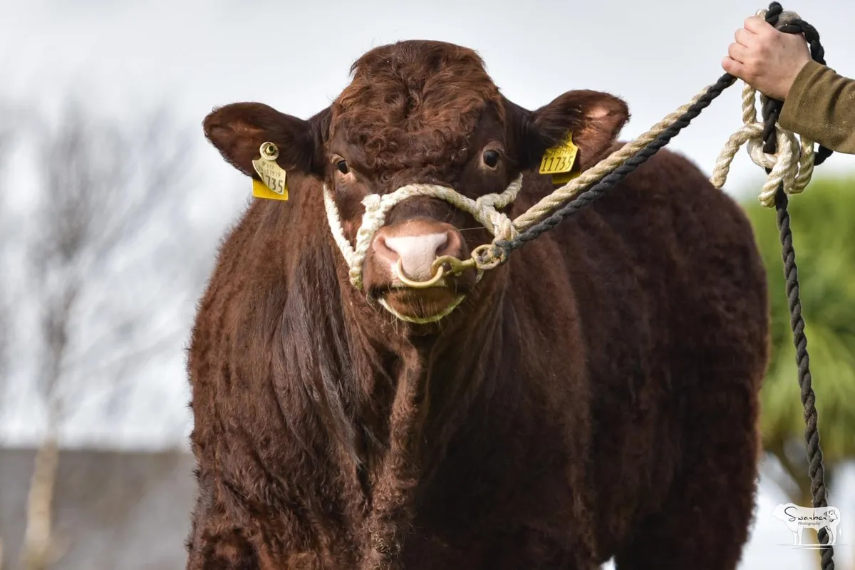 Saler Bulls - Image 4