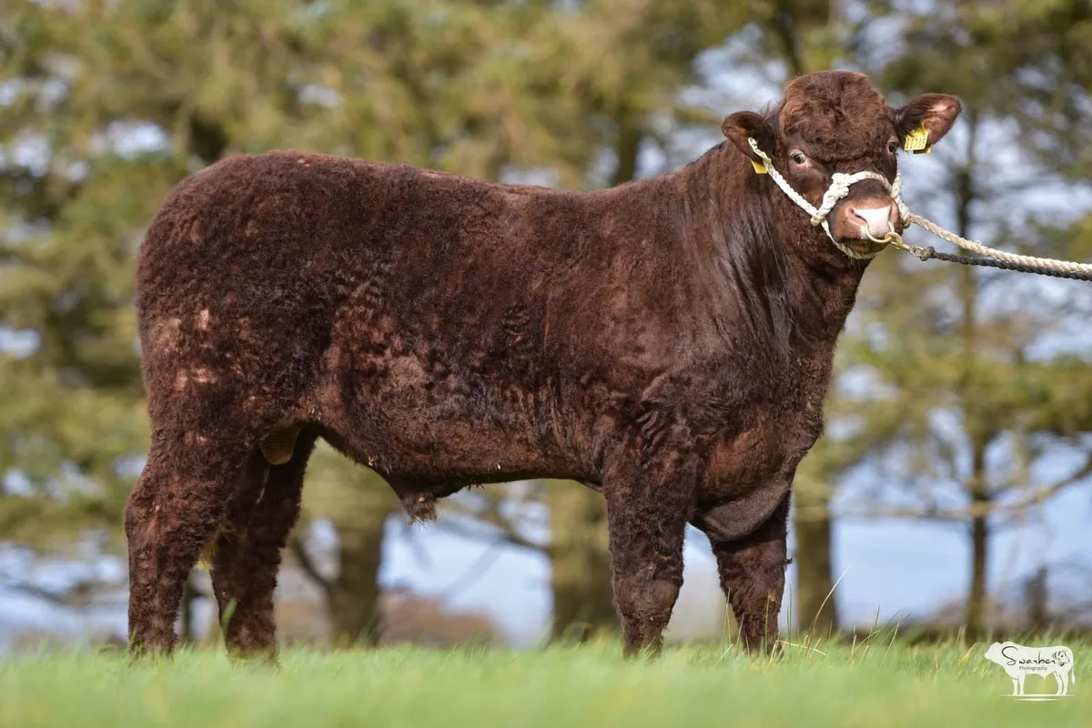 Saler Bulls - Image 1